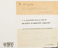 Camptothecium lutescens image