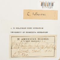 Camptothecium lutescens image