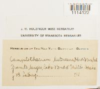 Camptothecium lutescens image