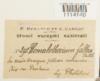 Camptothecium lutescens image