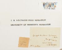 Camptothecium lutescens image