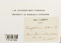 Camptothecium lutescens image