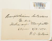 Camptothecium lutescens image