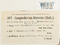 Camptothecium lutescens image