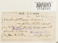 Camptothecium lutescens image