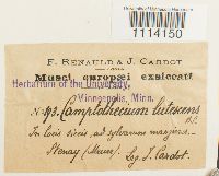 Camptothecium lutescens image