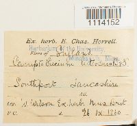 Camptothecium lutescens image