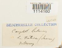 Camptothecium lutescens image