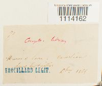 Camptothecium lutescens image