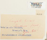 Camptothecium lutescens image