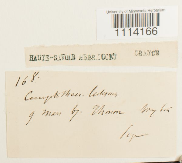 Camptothecium lutescens image