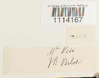 Camptothecium lutescens image