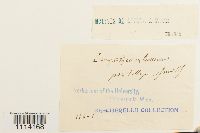 Camptothecium lutescens image