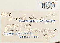 Camptothecium lutescens image