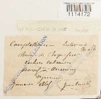 Camptothecium lutescens image