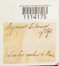 Camptothecium lutescens image