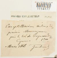 Tomentypnum nitens image