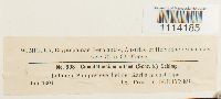 Tomentypnum nitens image