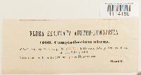 Tomentypnum nitens image