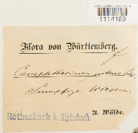 Tomentypnum nitens image