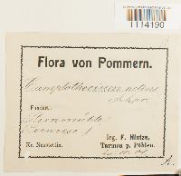 Tomentypnum nitens image