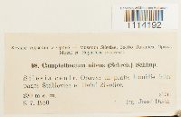 Tomentypnum nitens image