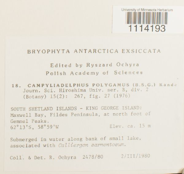 Campyliadelphus polygamus image