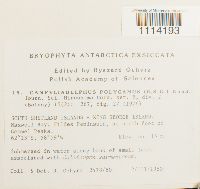 Media resource of Campyliadelphus polygamus