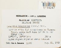Campylium hispidulum image