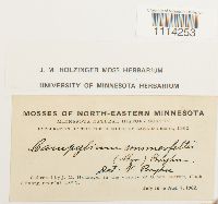 Campylium hispidulum image
