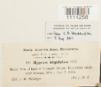 Campylium hispidulum image