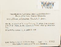 Campylium polygamum image