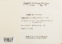 Campylium polygamum image