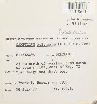 Campylium polygamum image