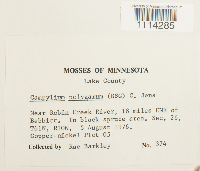 Campylium polygamum image