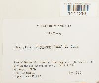 Campylium polygamum image