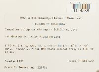 Campylium polygamum image