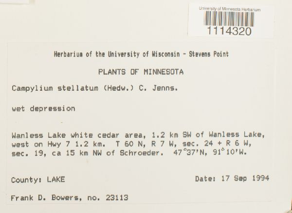 Campylium image