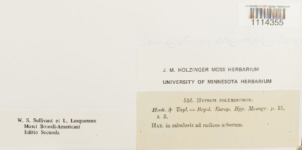 Amblystegiaceae image