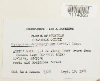 Media resource of Campylium chrysophyllum