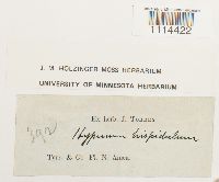 Campylium hispidulum image