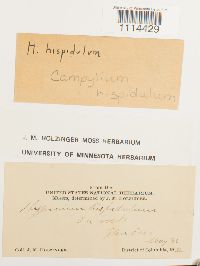 Campylium hispidulum image