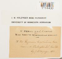 Campylium hispidulum image