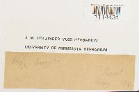 Campylium hispidulum image