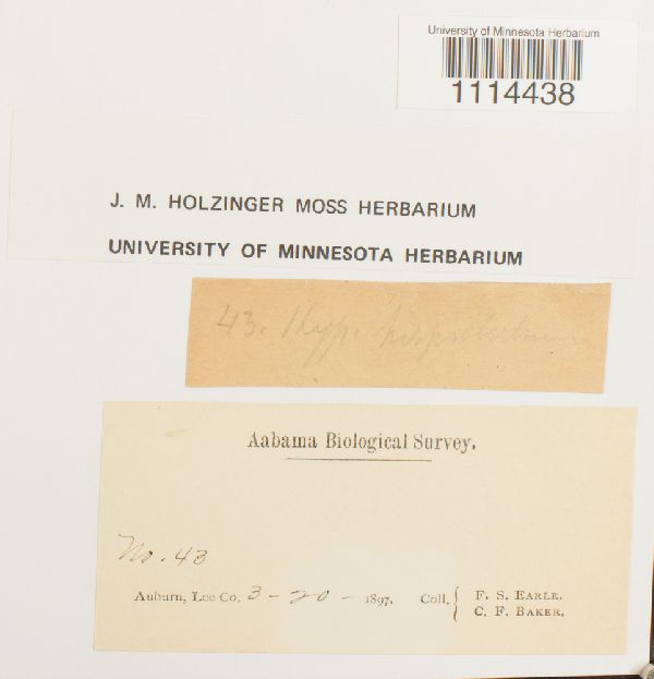 Campylium hispidulum image