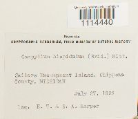 Campylium hispidulum image