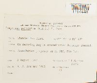 Campylium polygamum image