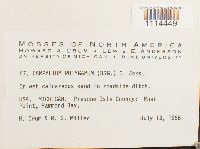 Campylium polygamum image