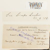 Campylium polygamum image