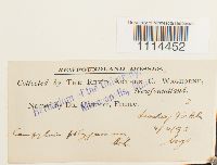 Campylium polygamum image